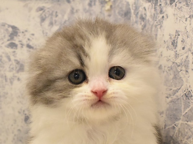 千葉県のスコティッシュフォールド (ペッツワン幕張店/2024年2月24日生まれ/女の子/ブルーホワイト)の子猫